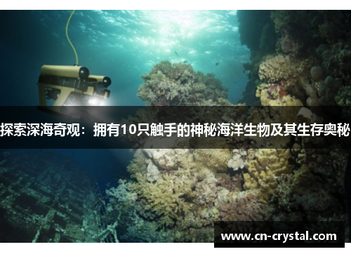 探索深海奇观：拥有10只触手的神秘海洋生物及其生存奥秘